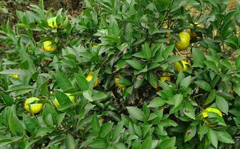 ���˹�԰�а���ͬ(7ƪ)