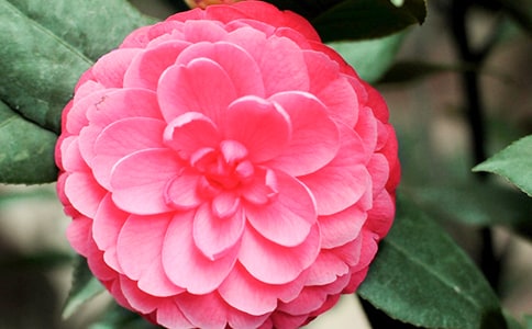 美丽的山茶花小学作文