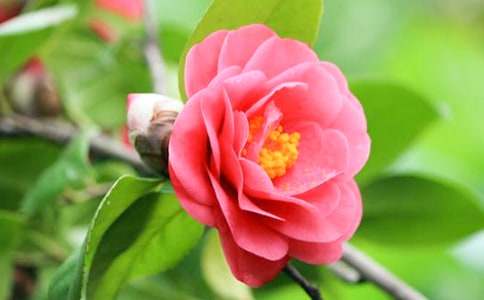 茶花小学作文(15篇)