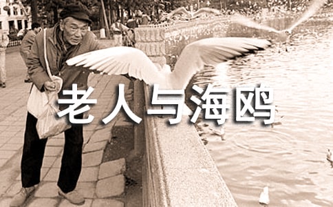 《老人与海鸥》读书笔记范文(通用43篇)