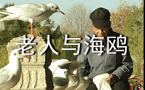 最新《老人与海鸥》说课稿