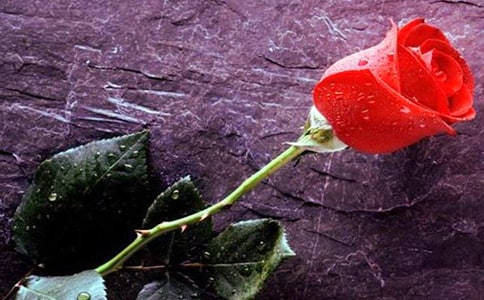 4《小鹿的玫瑰花》教学反思