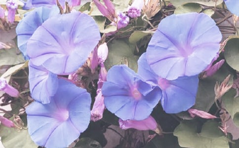 牵牛花读后感