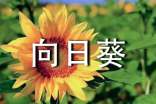 向日葵初中作文七篇