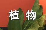 《会爬的植物》教案
