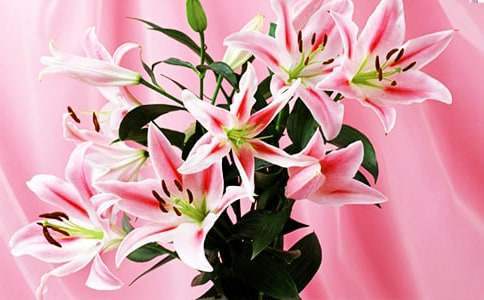 �������ϵİٺϻ�������кϼ�15ƪ