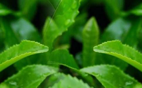 (热)茶叶买卖合同15篇