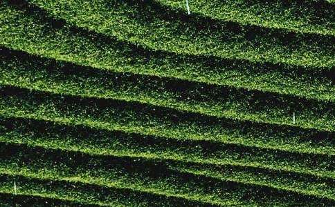 ��Ҷ���������