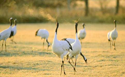 《美丽的丹顶鹤》说课稿