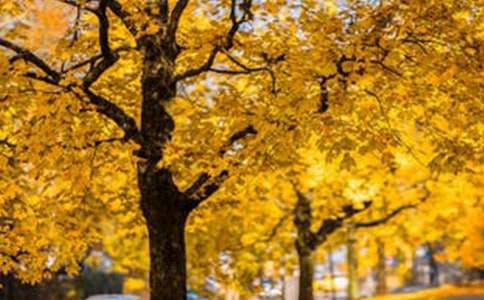 【必备】高中风景作文合集8篇