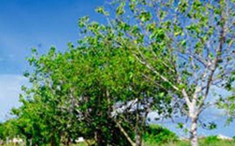 ʵ�õķ羰��������300�ֻ��6ƪ