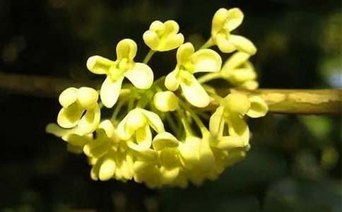 ���ڹ�Сѧ���ĺϼ�5ƪ