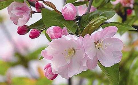 《大鱼海棠》观后感