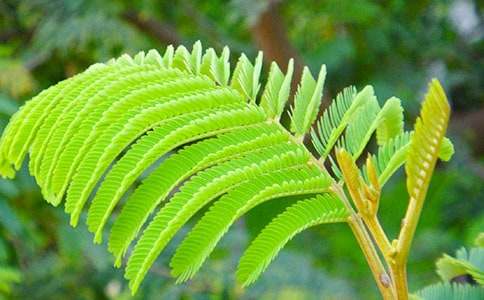 含羞草小学作文15篇