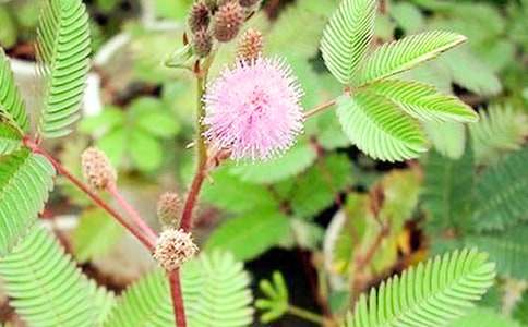 ����Ʒ�����߲�Сѧ����3ƪ