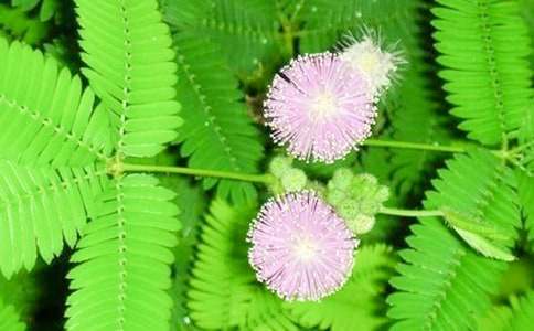 【精品】含羞草小学作文4篇