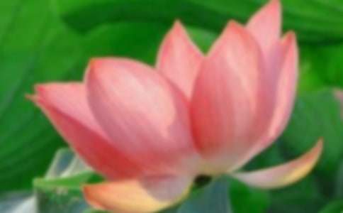 ���ر����ɻ�Сѧ���ĺϼ�7ƪ