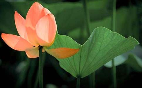 《荷花》教学设计2篇