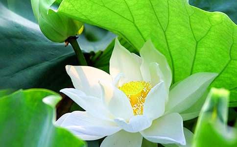 �ɻ��̰�ģ�����ʮƪ