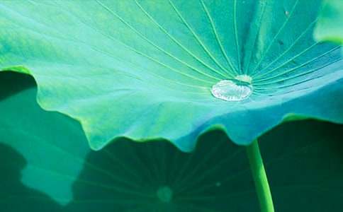 ��ҶԲԲ˵�θ�