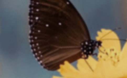 《台湾的蝴蝶谷》说课稿