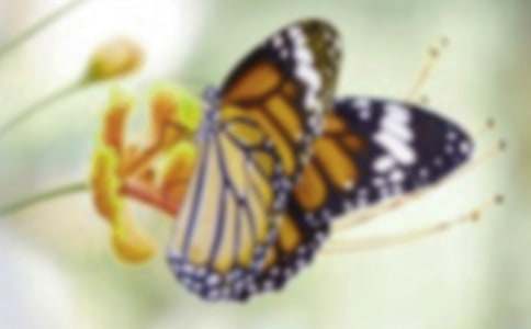 《美丽的蝴蝶》教案