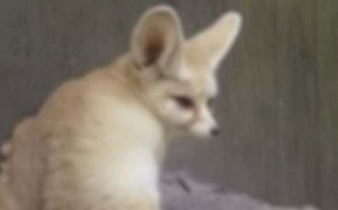 《狐狸和乌鸦》教学反思