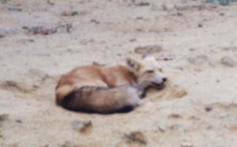 С���������׶����