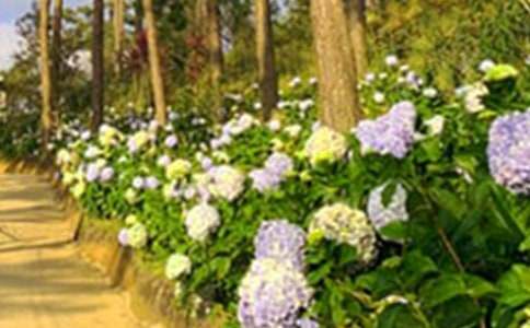 ���˵Ļ�԰��ѧ���15ƪ