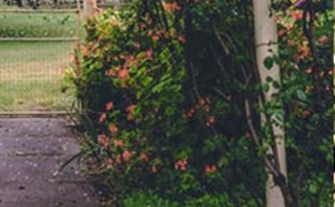 巨人的花园说课稿