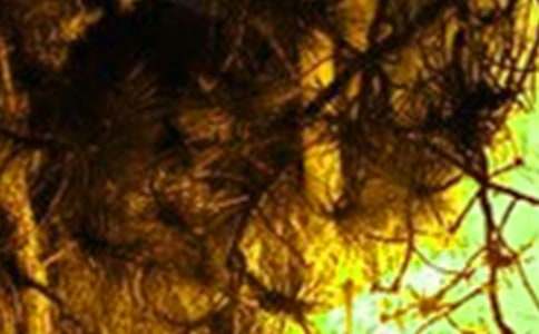 ����������ô����̰�