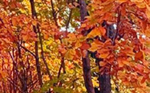 ��ɫ�ĳ������ıر�6ƪ