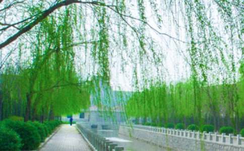 柳树小学作文15篇