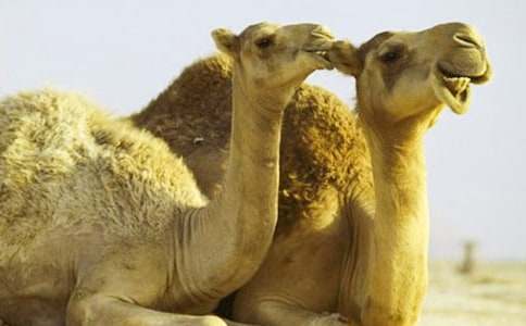 《找骆驼》教学反思