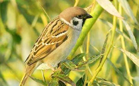 ����ȸ���Ľ�ѧ��˼