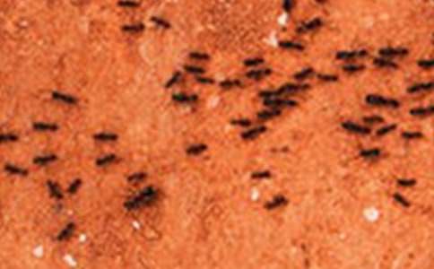 ����ֻ���ϡ������