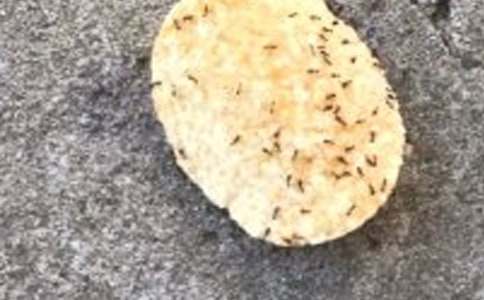 ����ѧС����������̰�