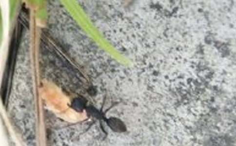 观《别惹蚂蚁》有感