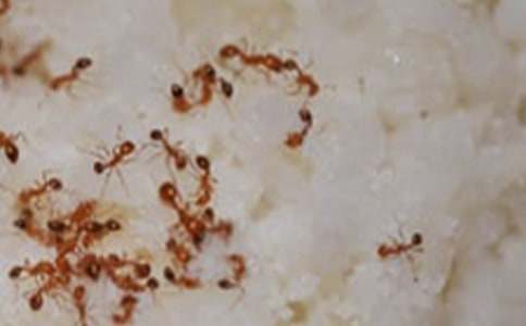 ����Сѧ����(15ƪ)