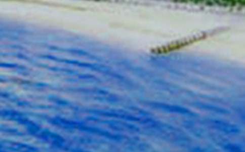 �������Сѧ���Ľ���9ƪ