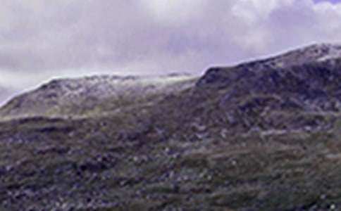 《爬山虎的脚》教案