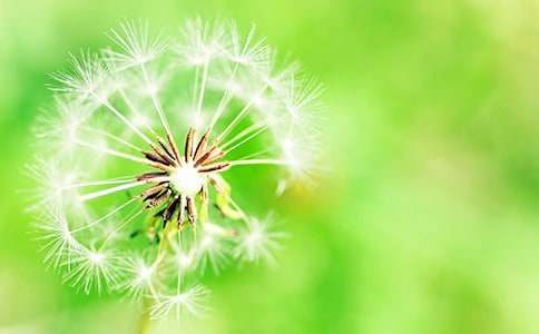 【热门】蒲公英小学作文汇总8篇