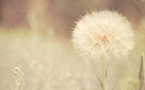 精选蒲公英小学作文300字七篇