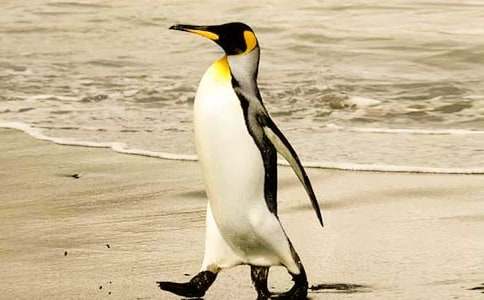 帝企鹅日记观后感