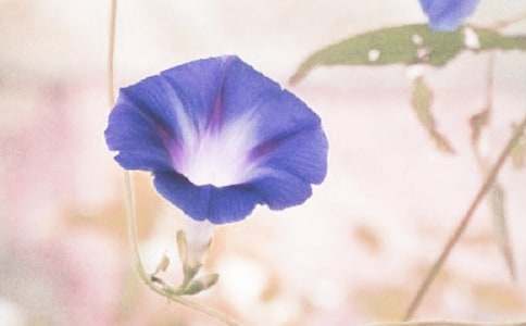 ǣţ�����̰�