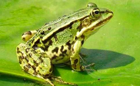 ������дʫ����ѧ��ơ��ȡ�