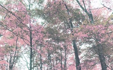 Сѧ�＾���ȶӹ����ƻ�