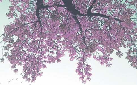 大班秋季工作计划