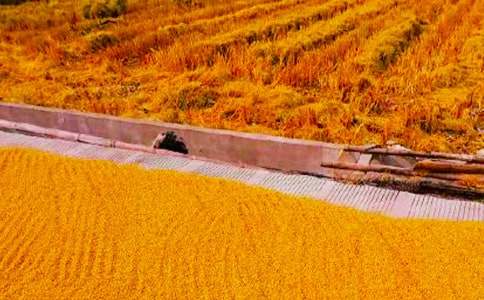 假期秋收劳动感言作文