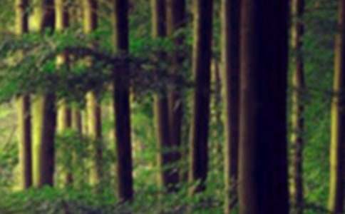 ɭ�ַ���������(��)